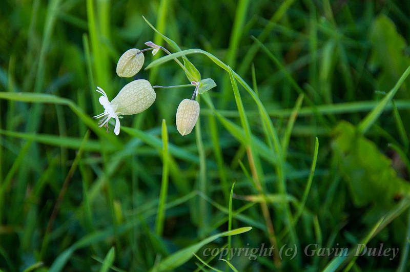 Alpine flower, walk from Septmoncel IMGP3318.jpg